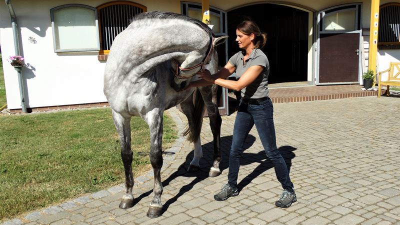 Anwendung der Osteopathie beim Pferd