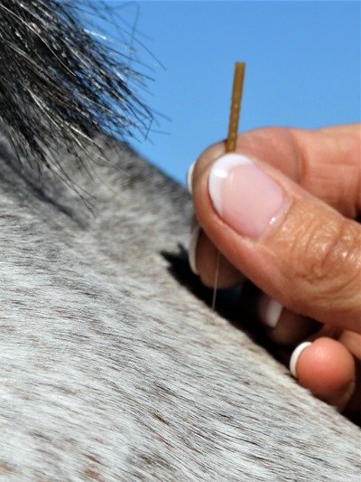 Akupunktur mittels Akupunkturnadeln beim Pferd