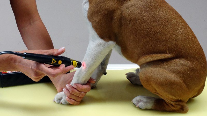 Akupunktur mittels Laser beim Hund