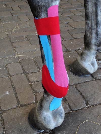 Kinesiotaping beim Pferd