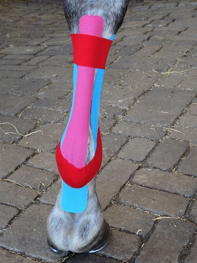 Kinesiotaping 2 beim Pferd