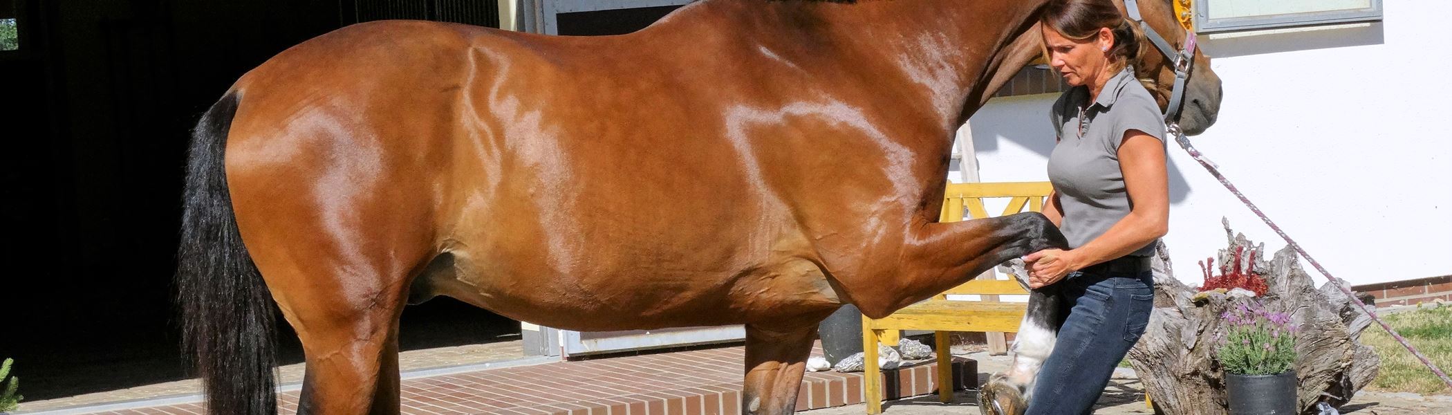Physiotherapie beim Pferd