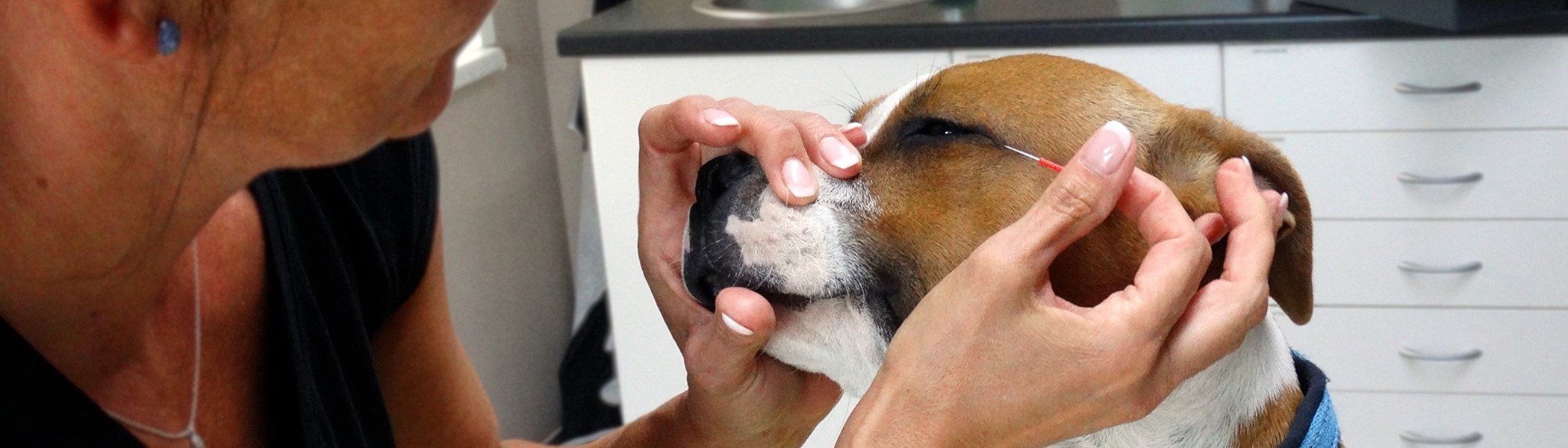 Akupunktur beim Hund