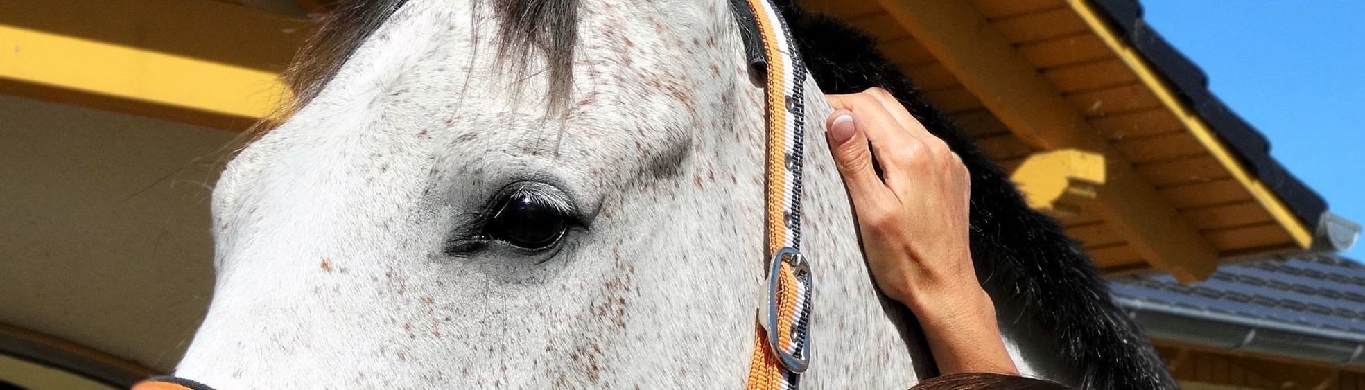 Osteopathische Behandlung beim Pferd