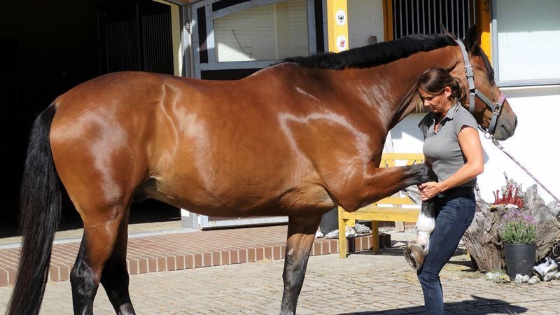 Kinesiotherapie beim Pferd