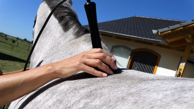 Laserbehandlung beim Pferd